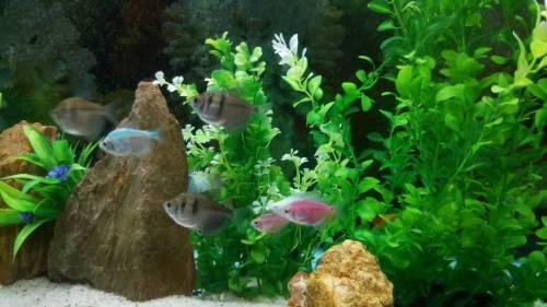 谁爆料热带鱼了视频,热带鱼视频引发热议，真相究竟如何？  第1张